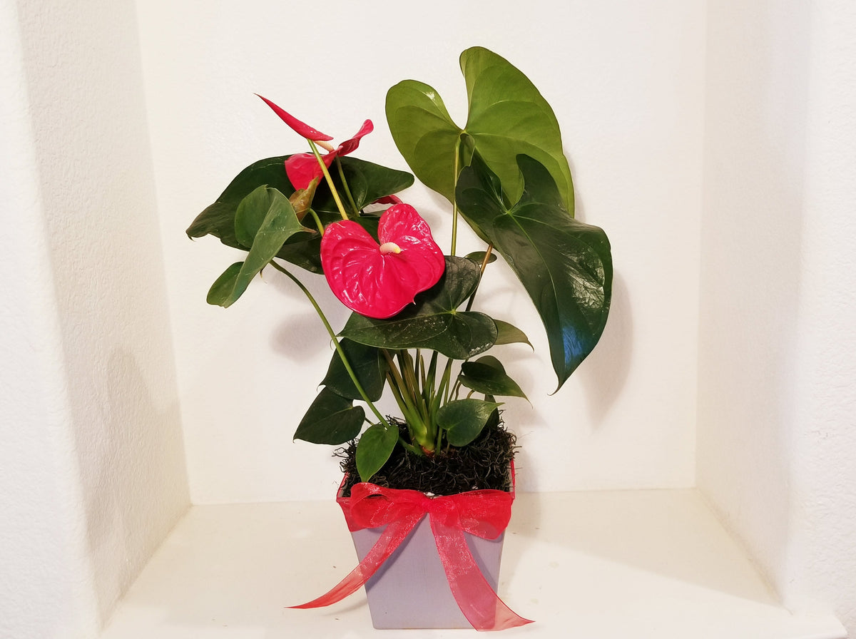 anthurium anthurium andreanum Red or Pink Anthurium Andreanum