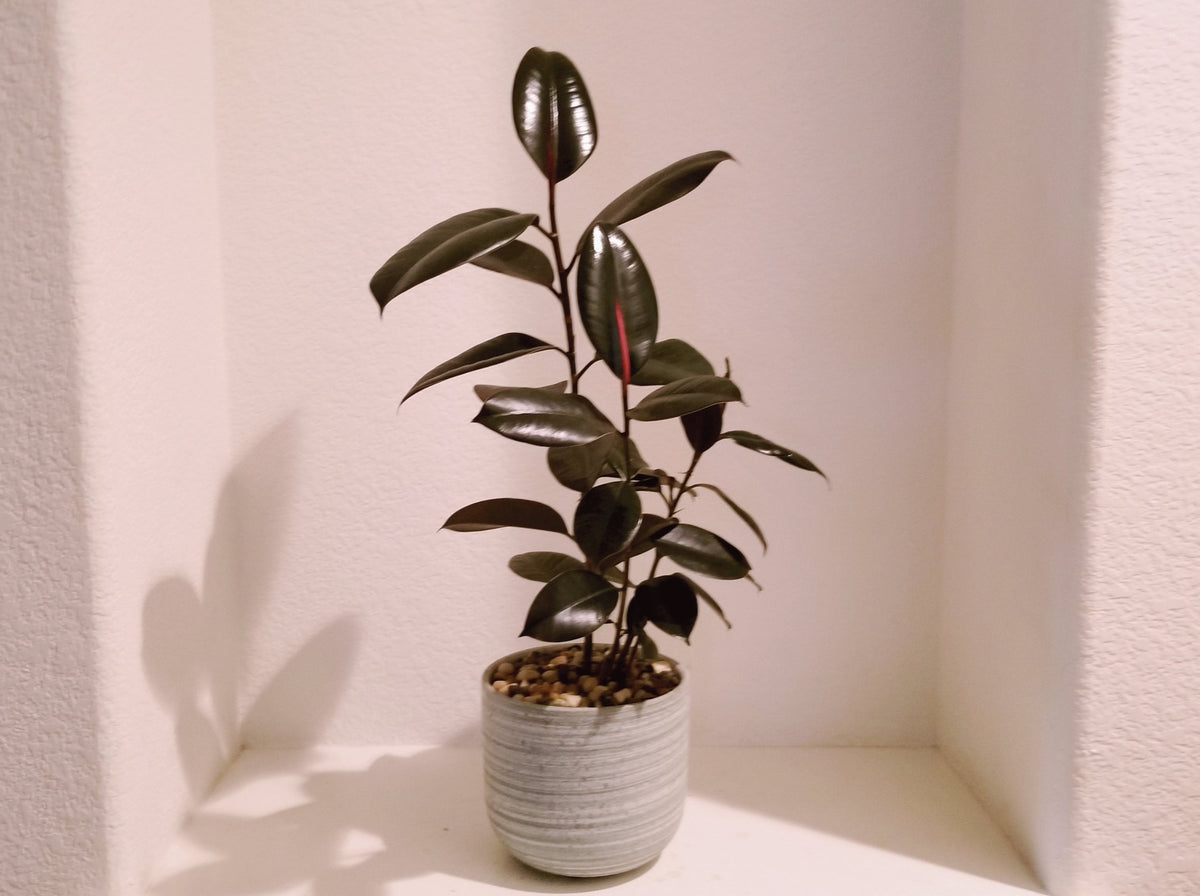japanese rubber tree Black Rubber Tree Plant