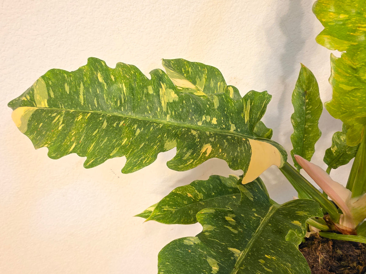 gold ring of fire philodendron 6" Pot Philodendron Ring of Fire Variegated Plant – LeLe Floral