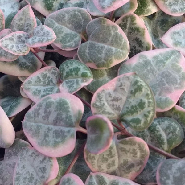 Variegated String of Hearts Plant (Rare & Trendy Plant)