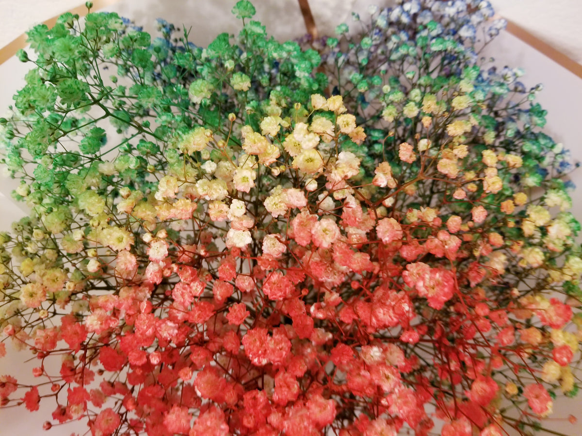 Rainbow Baby's Breath Bouquet – LeLe Floral
