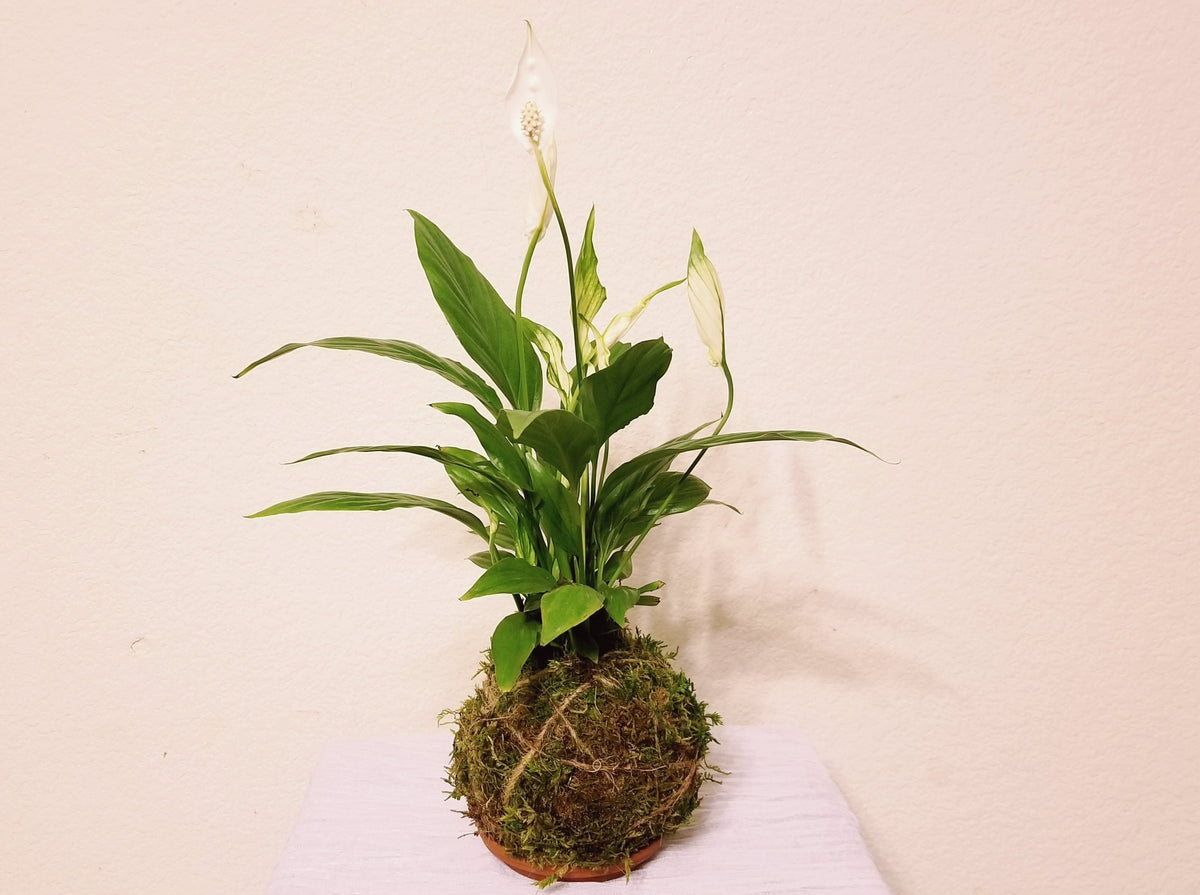 peace lily kokedama 17" Peace Lilies Plant Kokedama