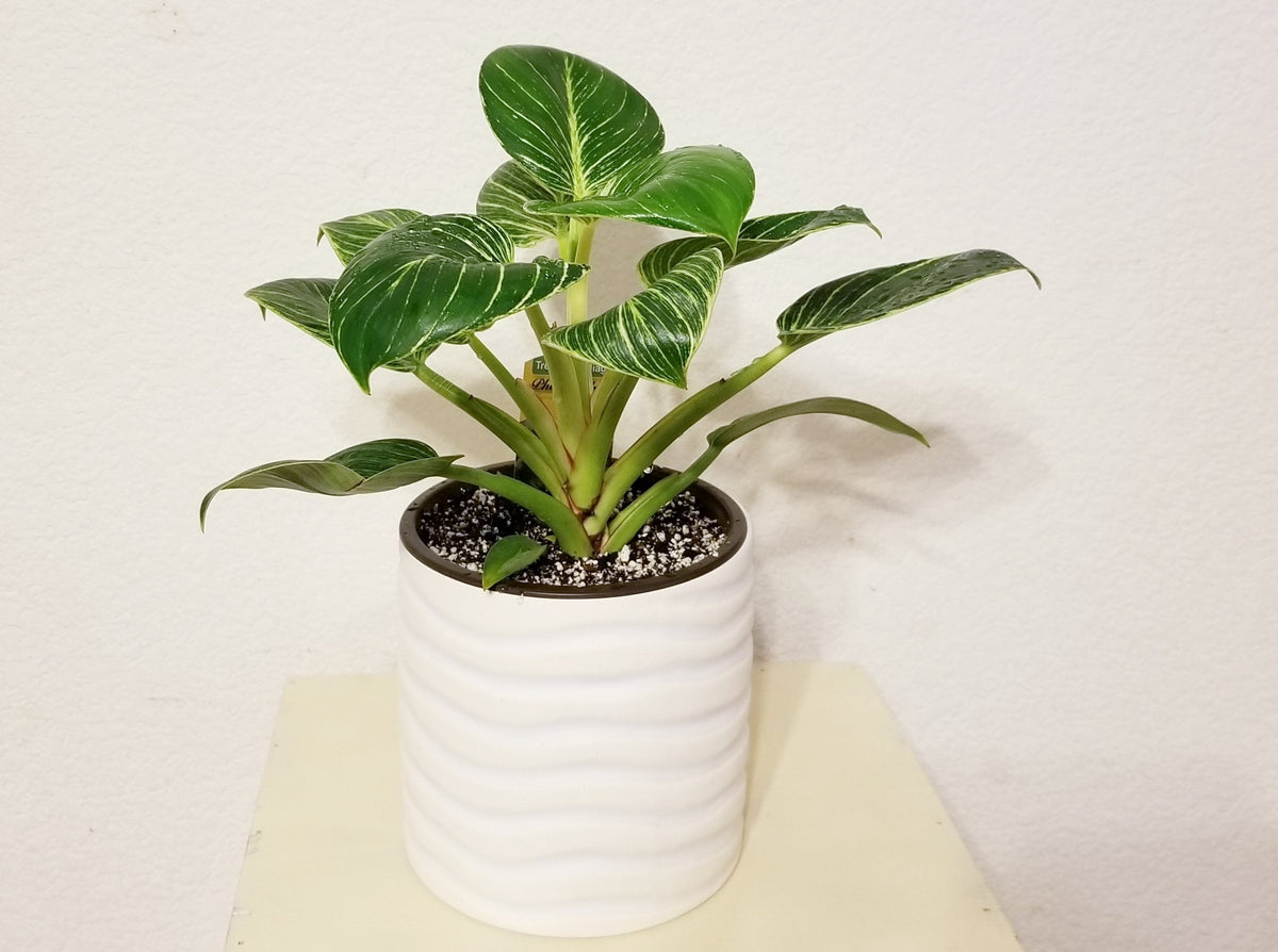 dieffenbachia birkin RARE
