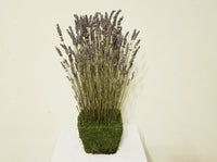 Lavender Fields Design in Preserved Moss Basket