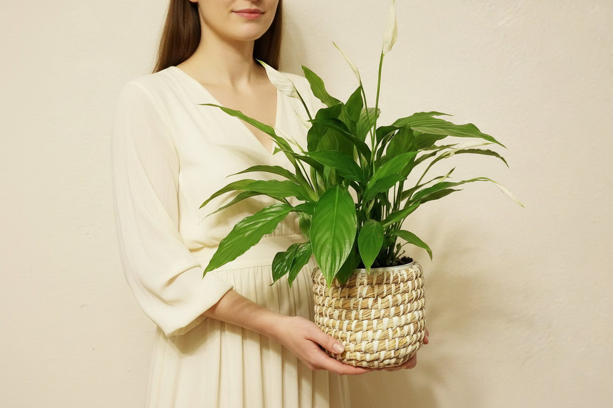 Peace Lily Plant in Boho Basket - Best Air Purifying Indoor Houseplant   LeLe Floral