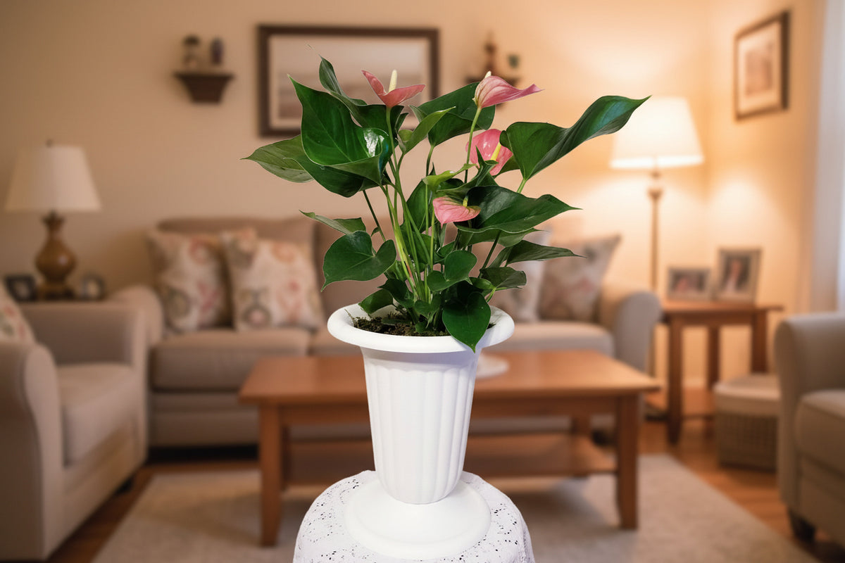 Pink or Red Anthurium Andreanum