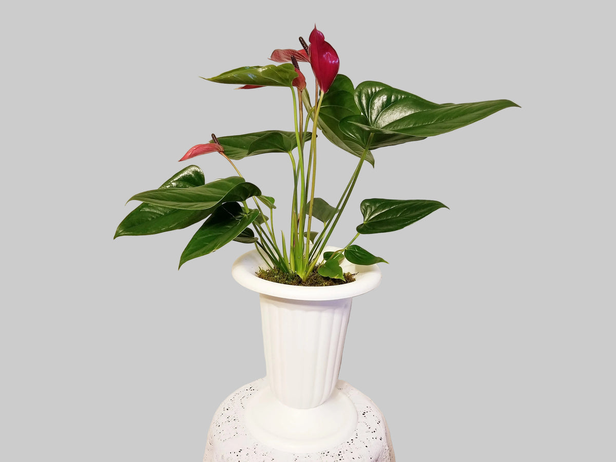 Red Anthurium Andreanum