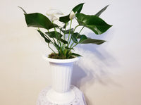 White Anthurium Andreanum - Flamingo Flower in White Urn