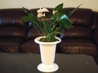 White Anthurium Andreanum - Flamingo Flower in White Urn