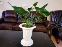 White Anthurium Andreanum - Flamingo Flower in White Urn