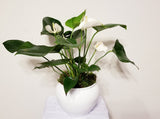 White Anthurium Andreanum - Flamingo Flower in White Urn