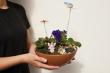 Purple African Violet Fairy Garden