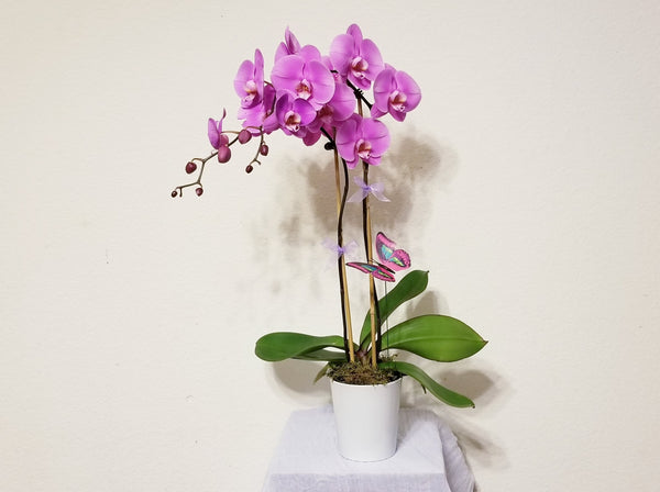 Double Stems Pink Orchid Plant in white Ceramic Pot