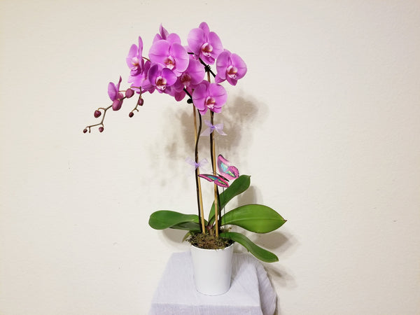 Double Stems Pink Orchid Plant in white Ceramic Pot