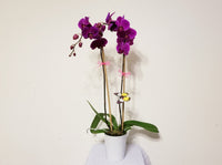 Double Stems Purple Orchid Plant in white Ceramic Pot