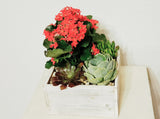 Business (Plant Rotational) Subscriptions