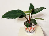 (RARE) Philodendron Red 'Congo Rojo in Polk Dot Ceramic Pot