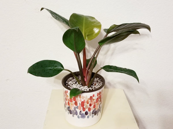 (RARE) Philodendron Red 'Congo Rojo in Polk Dot Ceramic Pot