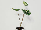 (RARE) Colocasia 'Hilo Beauty' in Boho Ceramic Plant Pot with Wood Stand