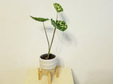 (RARE) Colocasia 'Hilo Beauty' in Boho Ceramic Plant Pot with Wood Stand