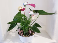 Business (Plant Rotational) Subscriptions