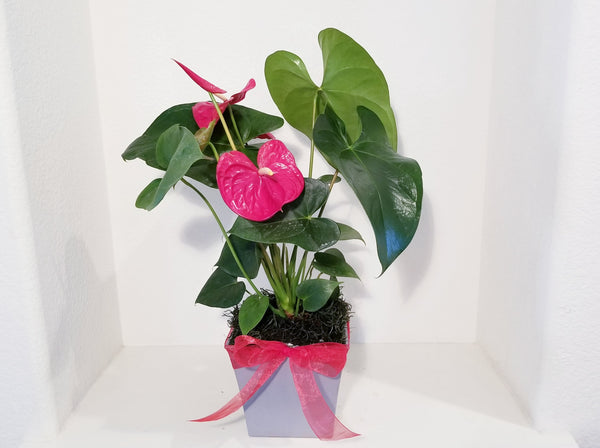 Red or Pink Anthurium Andreanum - Flamingo Flower in Vintage