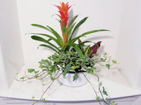 Business (Plant Rotational) Subscriptions
