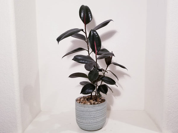 Black Rubber Tree Plant