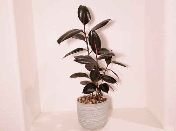 rubber tree black Black Rubber Tree Plant – LeLe Floral