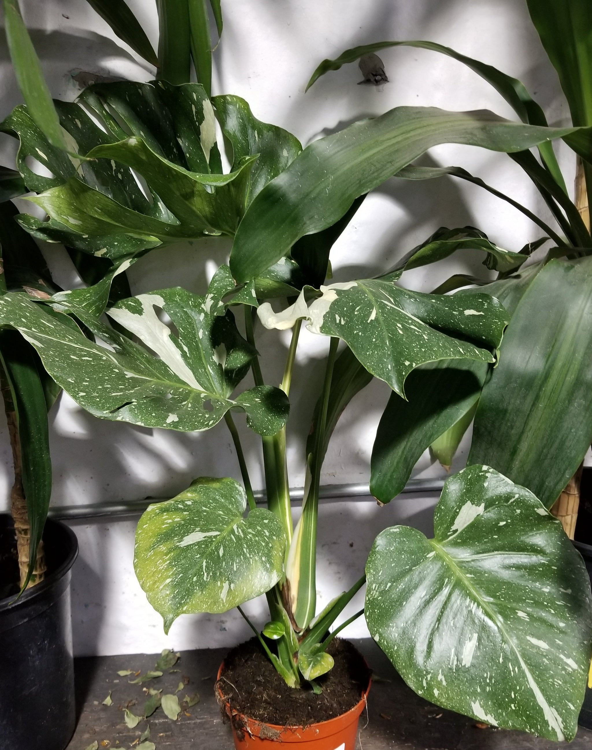 コンテンポラニア　カイシャ コンテンポラニア カイシャ 【公式通販】