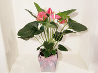  Pink Anthurium Andreanum - Flamingo Flower in Vintage Pot