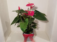 Red Anthurium Andreanum - Flamingo Flower in Vintage Pot