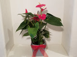 Red Anthurium Andreanum - Flamingo Flower in Vintage Pot