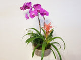 Business (Plant Rotational) Subscriptions