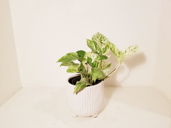 pothos in ceramic pot Pothos Marble Queen plant in White Ceramic Pot – LeLe Floral