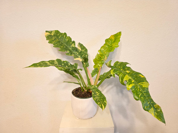 philodendron starfire 6" Pot Philodendron Ring of Fire Variegated Plant – LeLe Floral