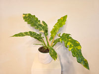 6" Pot Philodendron Ring of Fire Variegated Plant
