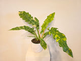 6" Pot Philodendron Ring of Fire Variegated Plant