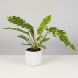 6" Pot Philodendron Ring of Fire Variegated Plant