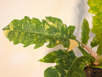6" Pot Philodendron Ring of Fire Variegated Plant