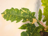 6" Pot Philodendron Ring of Fire Variegated Plant