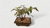 Ficus Bonsai Training Bonsai Tree