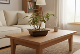 Ficus Bonsai Training Bonsai Tree