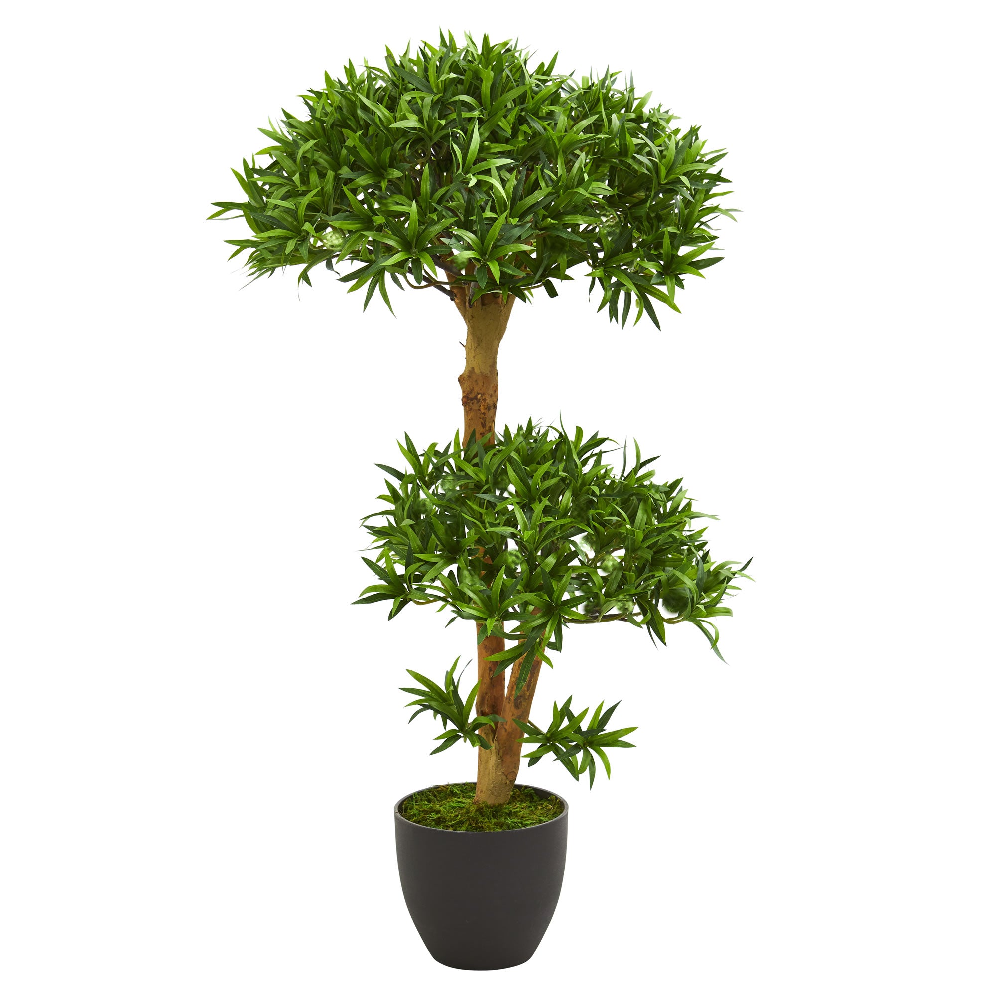 indoor cactus plants for sale Pencil Cactus 14