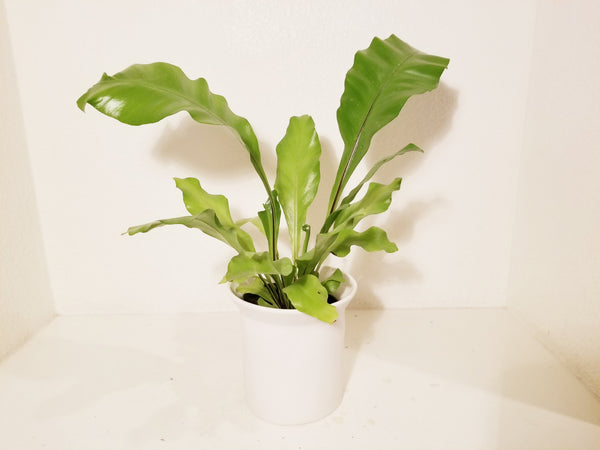 bird's nest fern air purifying Bird's Nest Fern (Air-purifying) in Ceramic Pot