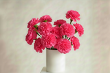 Hot Pink Perfection - Carnations long lasting arrangement
