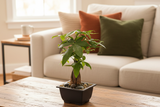 Potted plant with a white background