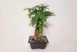 Potted plant with a white background