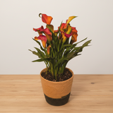 Calla Lily in Natural Woven Basket