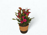 Pink Calla Lily in Natural Woven Basket